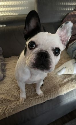 Französische Bulldoggen Weibchen