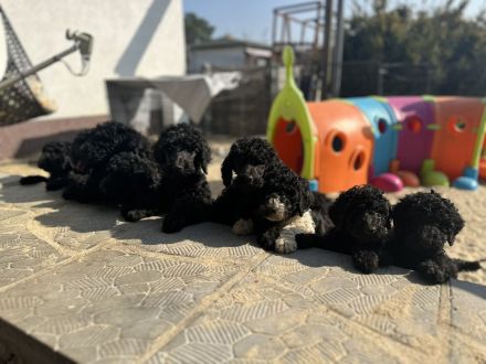 Königspudel: Harlekin und Schwarz!