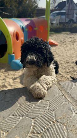 Königspudel: Harlekin und Schwarz!