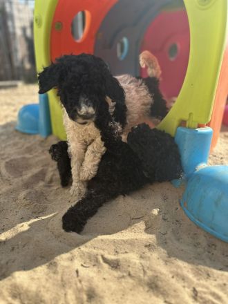 Königspudel: Harlekin und Schwarz!