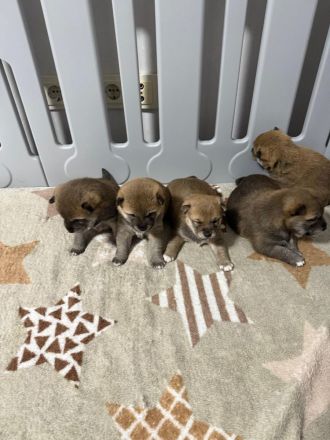 Shiba Inu Welpen zum Verkaufen