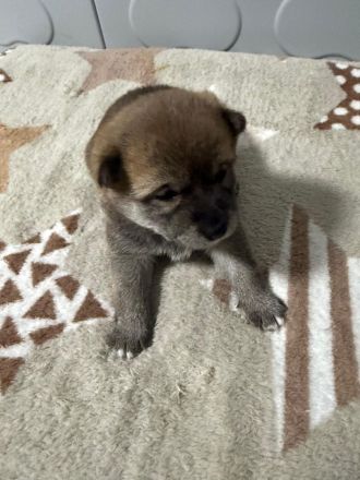 Shiba Inu Welpen zum Verkaufen