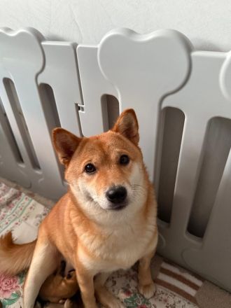 Shiba Inu Welpen zum Verkaufen
