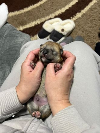 Shiba Inu Welpen zum Verkaufen