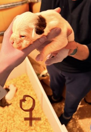 4 Mischlingswelpen suchen ab März ein liebevolles Zuhause