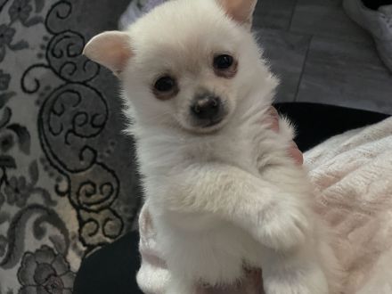 POMORANIEN WELPE HEUTE SOFORT ABHOLEN PREIS VERHANDELNAR