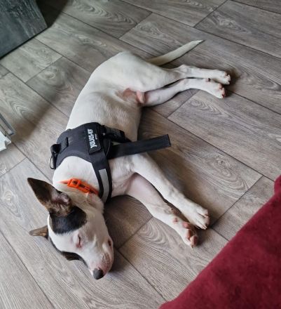 American bully schäferhund Mischling