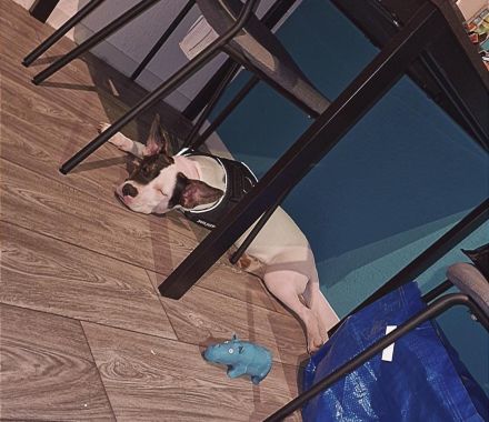 American bully schäferhund Mischling