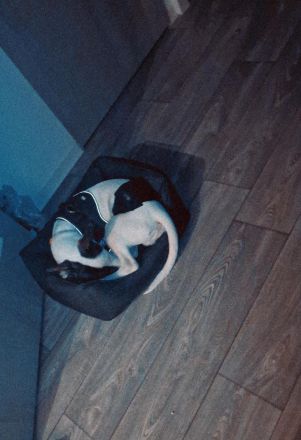 American bully schäferhund Mischling