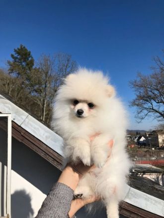 Pomeranian Zwergspitz Rüde