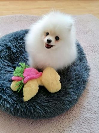 Pomeranian Zwergspitz Rüde