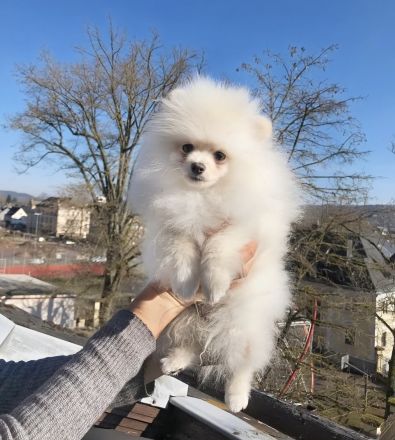 Pomeranian Zwergspitz Rüde