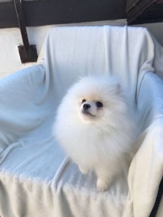 Pomeranian Zwergspitz Rüde