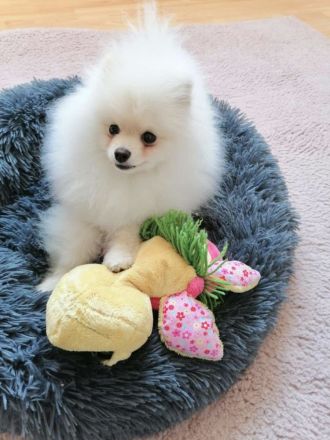 Pomeranian Zwergspitz Rüde