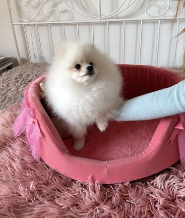 Pomeranian Zwergspitz Rüde