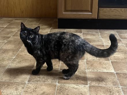 Wunderschöne BKH Mädchen