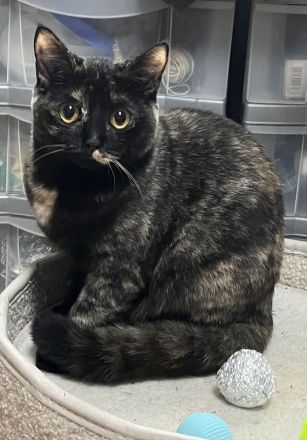 Wunderschöne BKH Mädchen