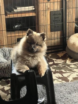 Reinrassige Mittelspitz Welpen aus VDH-Zucht