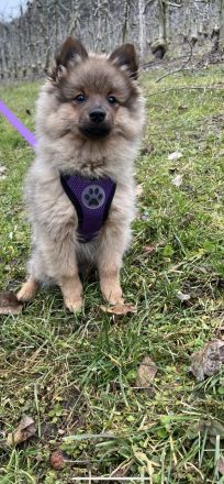 Reinrassige Mittelspitz Welpen aus VDH-Zucht