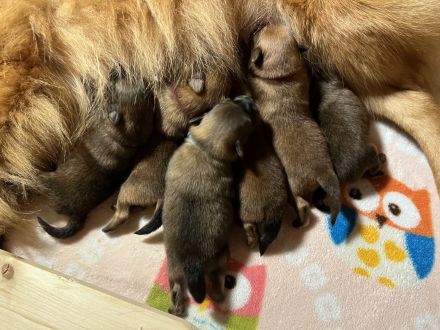 Reinrassige Mittelspitz Welpen aus VDH-Zucht