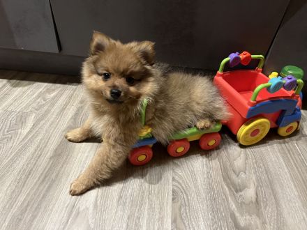 Reinrassige Mittelspitz Welpen aus VDH-Zucht