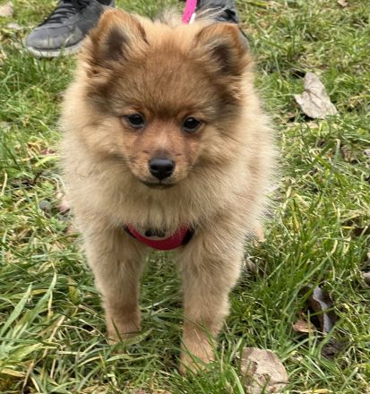 Reinrassige Mittelspitz Welpen aus VDH-Zucht