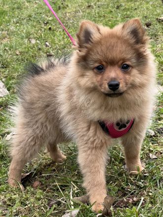 Reinrassige Mittelspitz Welpen aus VDH-Zucht