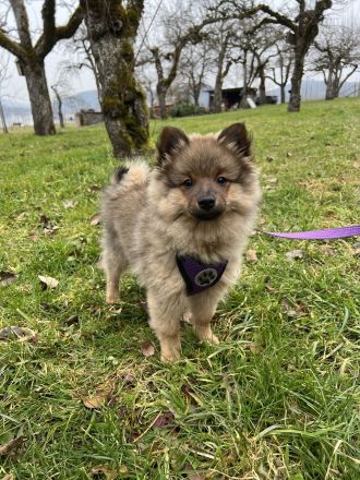 Reinrassige Mittelspitz Welpen aus VDH-Zucht