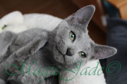 Russisch Blau von Magic Jade