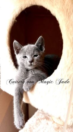 Russisch Blau von Magic Jade