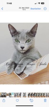 Russisch Blau von Magic Jade