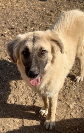 Remus Lupin, geb. ca. 12/2023, lebt in GRIECHENLAND, im städt. Tierheim Serres