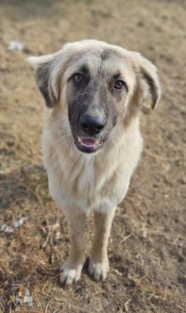 Remus Lupin, geb. ca. 12/2023, lebt in GRIECHENLAND, im städt. Tierheim Serres