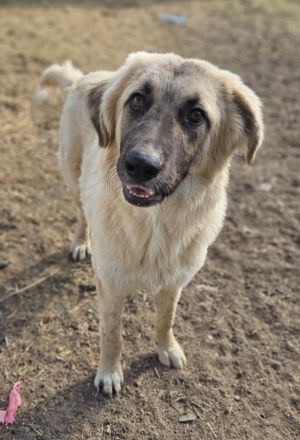 Remus Lupin, geb. ca. 12/2023, lebt in GRIECHENLAND, im städt. Tierheim Serres