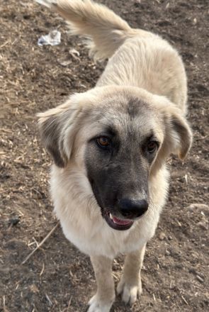 Remus Lupin, geb. ca. 12/2023, lebt in GRIECHENLAND, im städt. Tierheim Serres