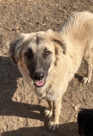 Remus Lupin, geb. ca. 12/2023, lebt in GRIECHENLAND, im städt. Tierheim Serres