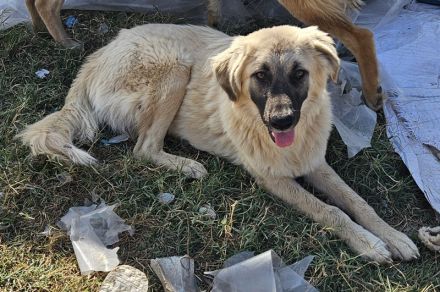 Remus Lupin, geb. ca. 12/2023, lebt in GRIECHENLAND, im städt. Tierheim Serres