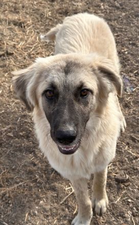 Remus Lupin, geb. ca. 12/2023, lebt in GRIECHENLAND, im städt. Tierheim Serres