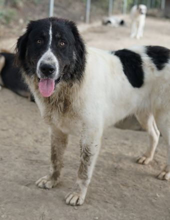 Rino, geb. ca. 11/2023, lebt in GRIECHENLAND, im städt. Tierheim Serres