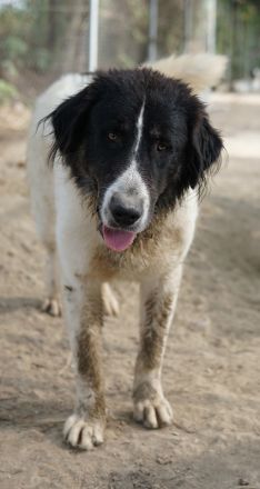 Rino, geb. ca. 11/2023, lebt in GRIECHENLAND, im städt. Tierheim Serres