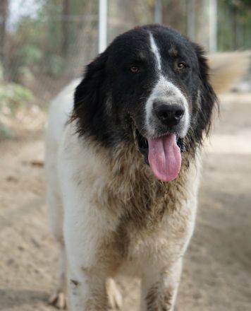 Rino, geb. ca. 11/2023, lebt in GRIECHENLAND, im städt. Tierheim Serres