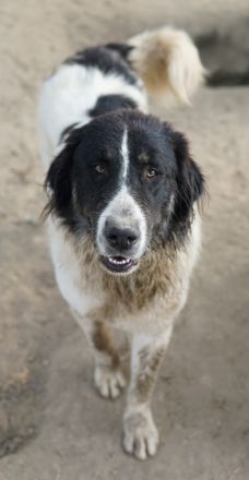 Rino, geb. ca. 11/2023, lebt in GRIECHENLAND, im städt. Tierheim Serres