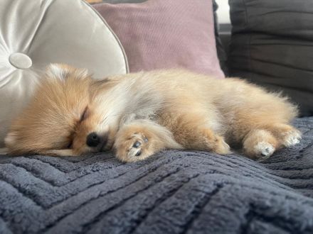 Männlicher Pomeranian-Welpe