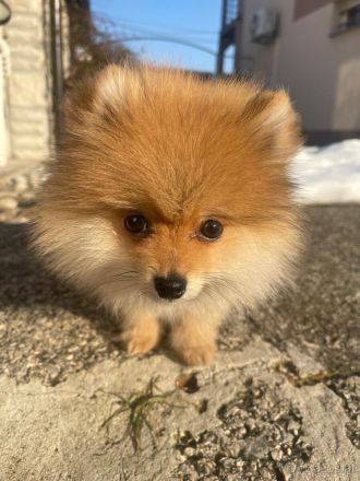 Männlicher Pomeranian-Welpe