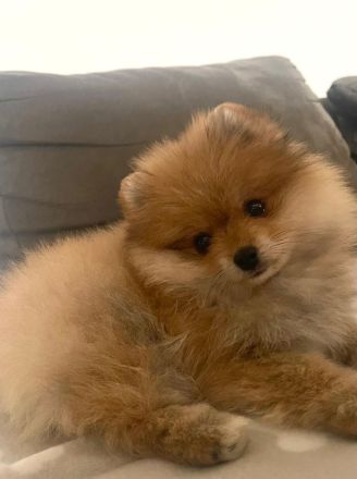 Männlicher Pomeranian-Welpe