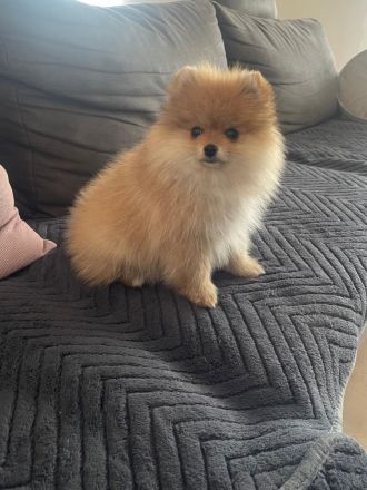 Männlicher Pomeranian-Welpe
