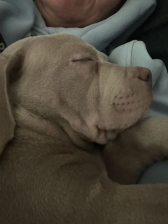 Labrador/ Weimaraner