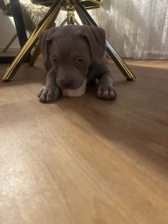 Labrador/ Weimaraner