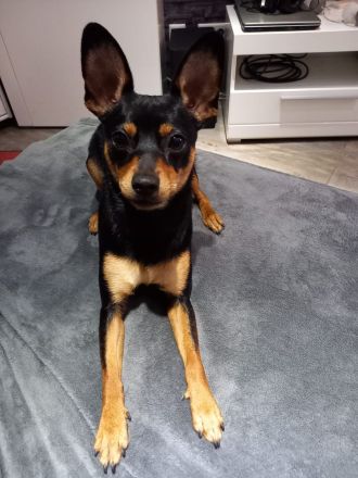 Wurfankündigung Zwergpinscher/ Prager Rattler