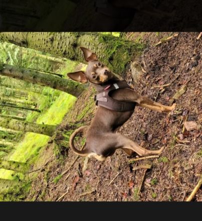 Wurfankündigung Zwergpinscher/ Prager Rattler